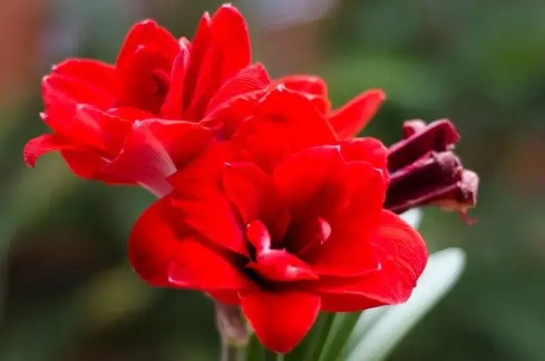 Amaryllis mandela