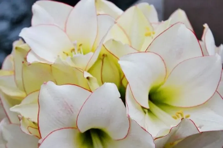 Amaryllis picotee