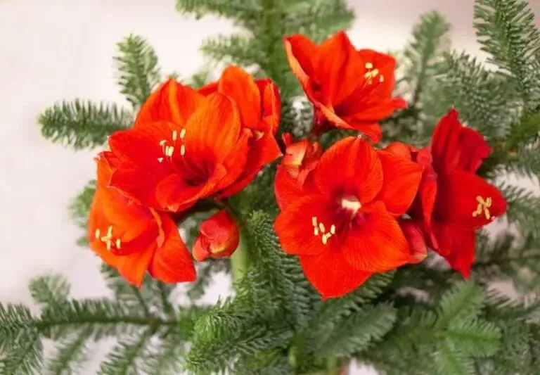 amaryllis Red Lion