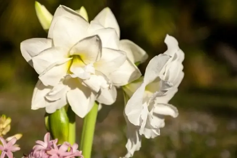amaryllis white nymph