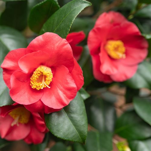 Camelia d automne