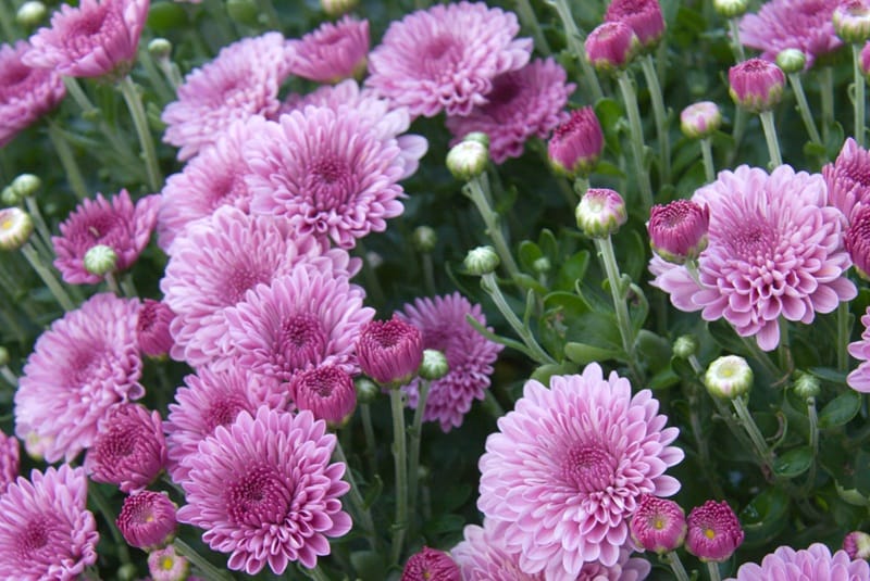 Chrysanthèmes roses en fleur