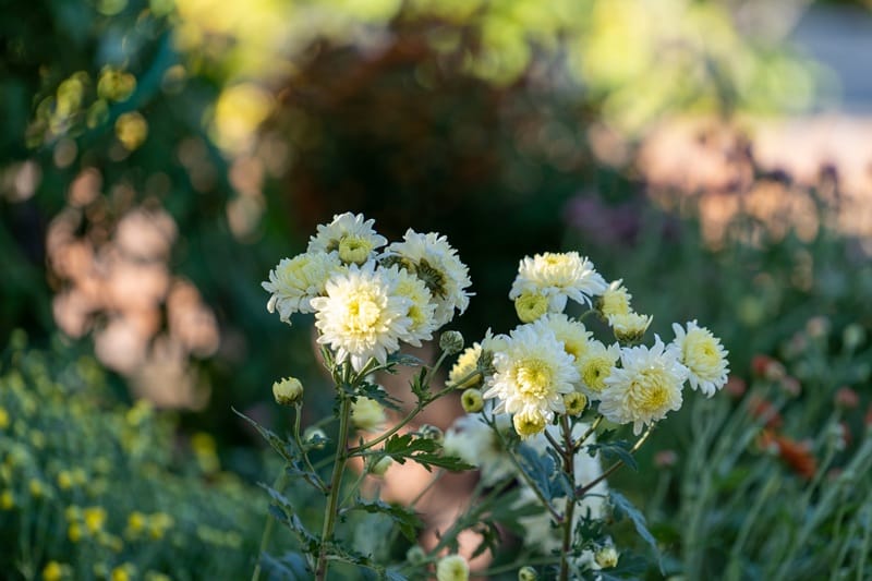 Fleurs de chrysanthèmes jaunes