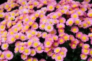 Chrysanthèmes