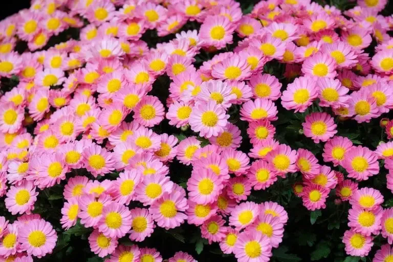 Beaucoup de chrysanthèmes roses en fleur