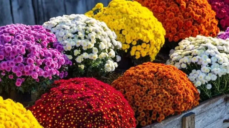 Chrysanthème multicolore