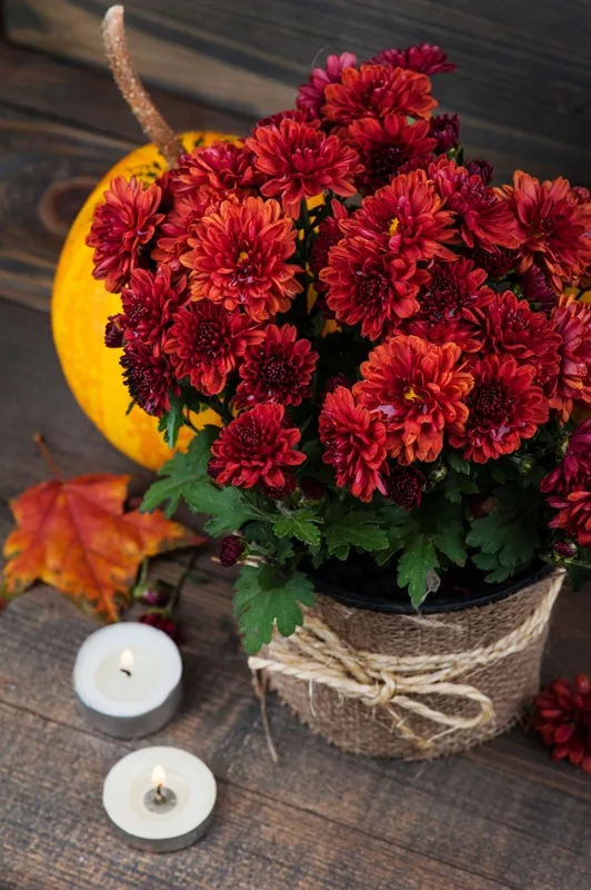 Chrysanthèmes en pot
