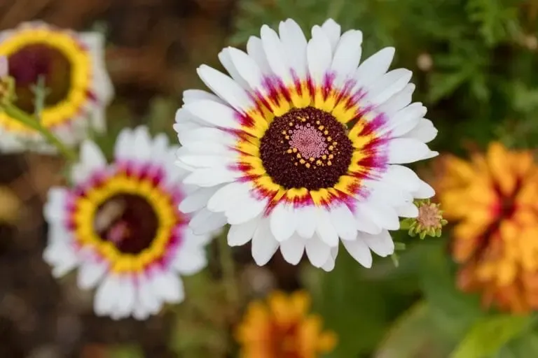 Chrysanthème carinatum, pétales blancs, coeur brun, jaune et rose