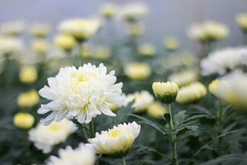 Fleurs de chrysanthème blanc ouvertes et en boutons