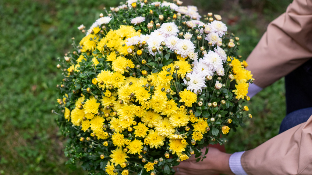 Chrysanthemes colores