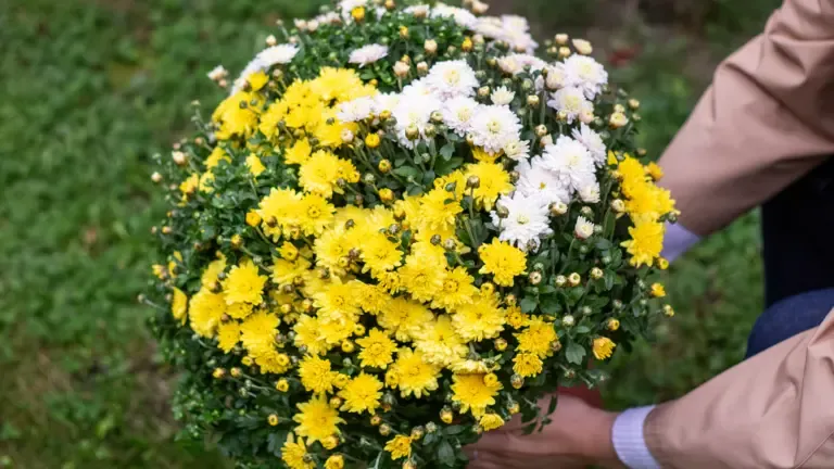 Chrysanthemes colores