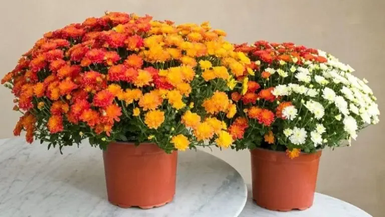chrysanthèmes en pot