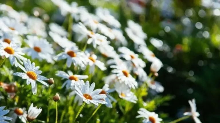 chrysanthemes japonaises