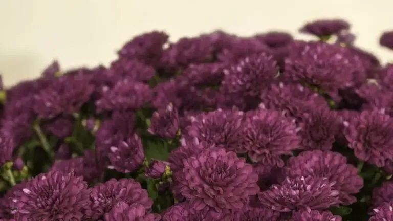 Chrysanthemes toussaint