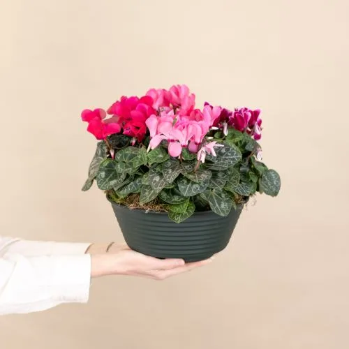 Composition cyclamen