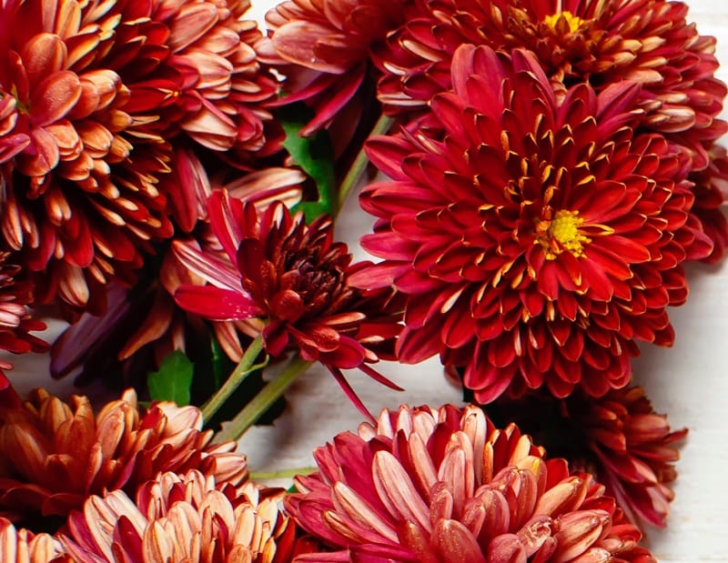 Chrysanthèmes rouges