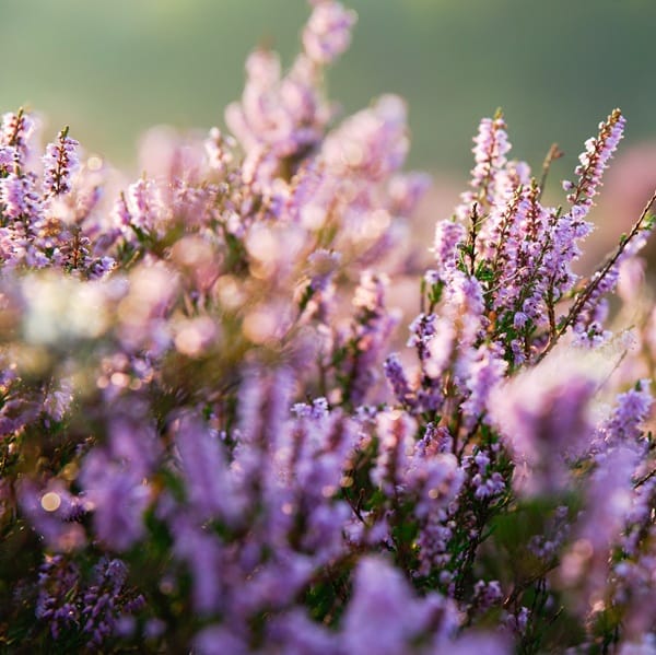 Bruyère fleurie