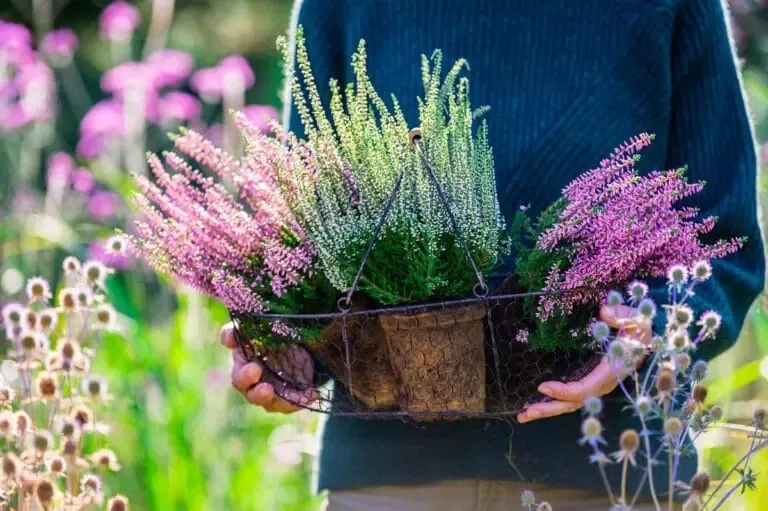 Femme portant des pots de bruyères dans un jardin
