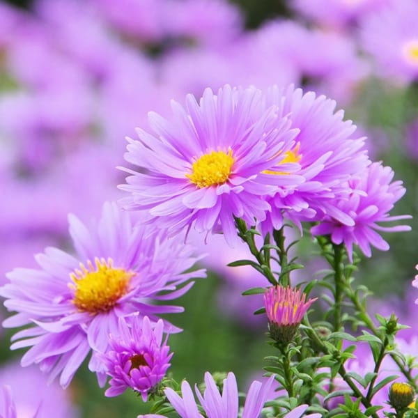 Aster mauve