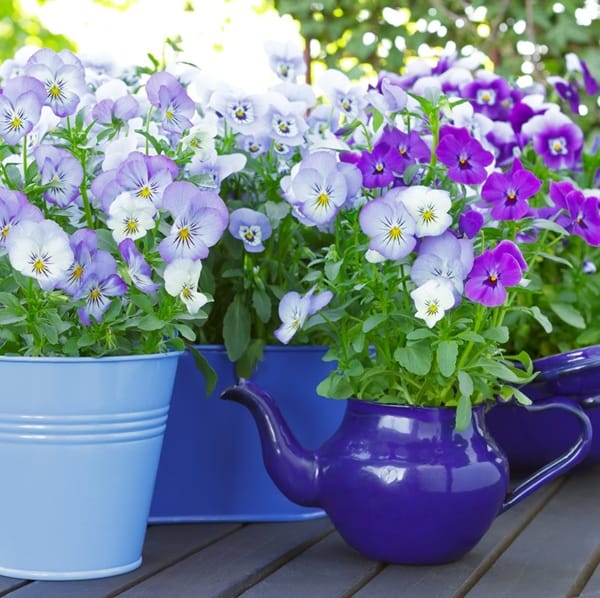 Pensées mauves et violettes en pot