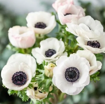 Anémones blanches au cœur noir