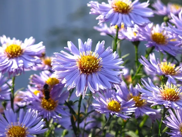 Asters mauves