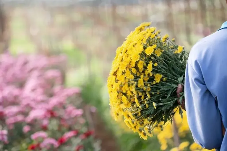Une personne tenant un bouquet de chrysanthèmes jaunes, et un jardin fleuri en fond d'image