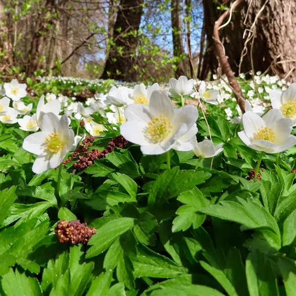 Anémones vivaces en fleur