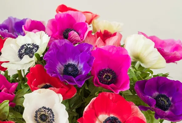 Anémones de plusieurs couleurs