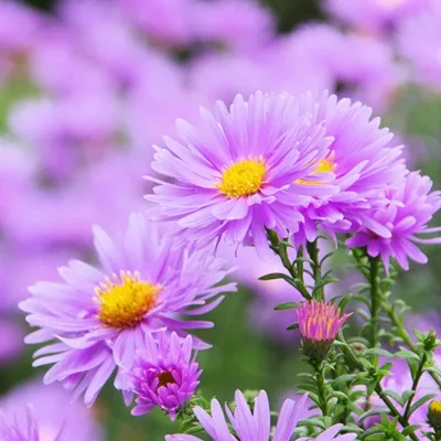 Aster mauve