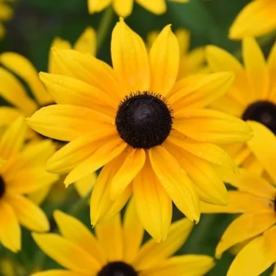 Rudbeckia en gros plan