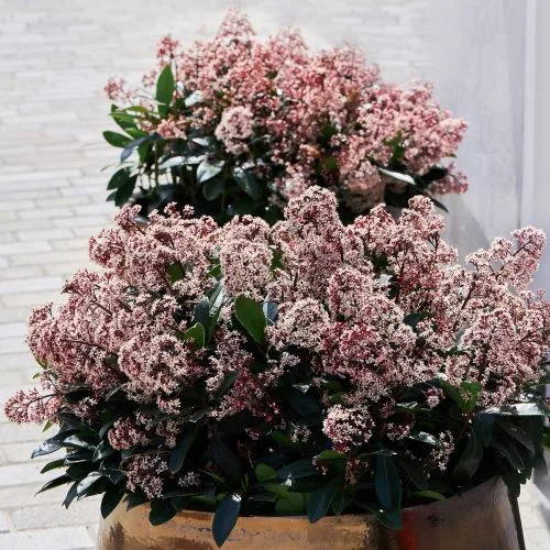 Skimmia