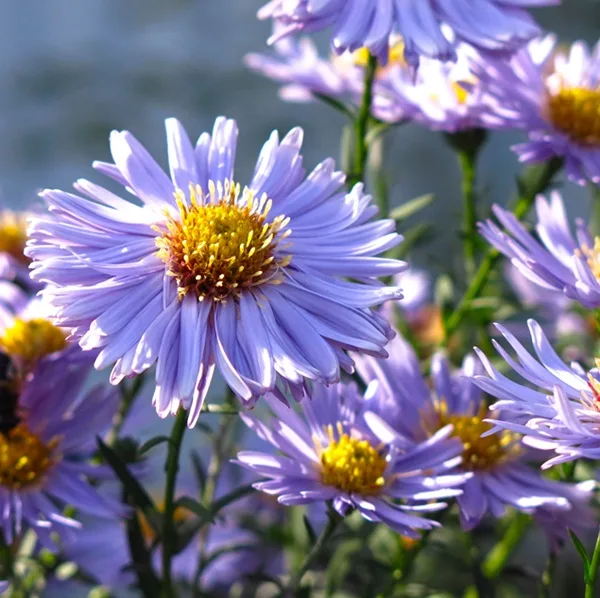 Aster mauve en fleur