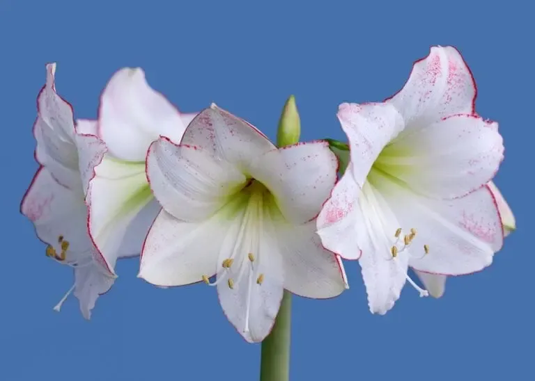 Amaryllis en pleine floraison