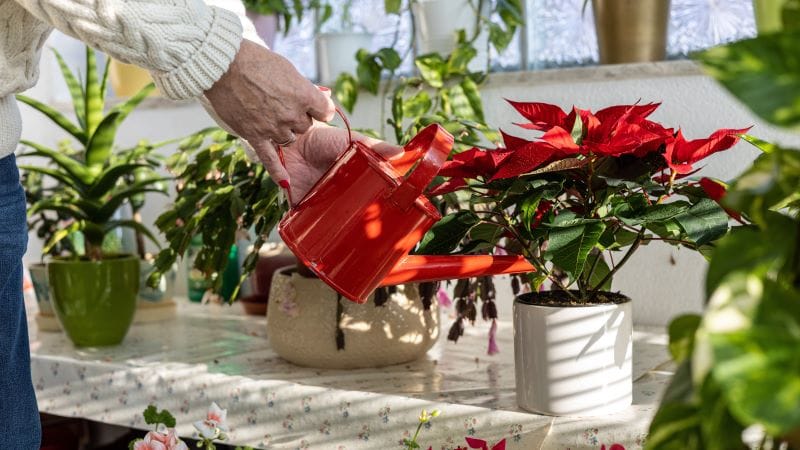 L’arrosage du Poinsettia ou étoile de noël : tout ce qu’il faut savoir