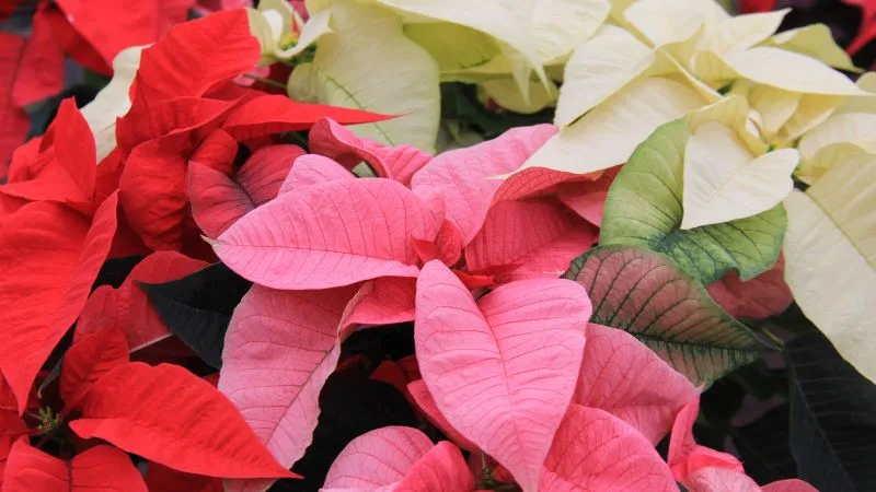 Les couleurs du Poinsettia