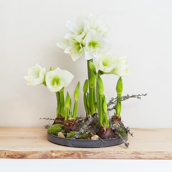 Amaryllis en fleur
