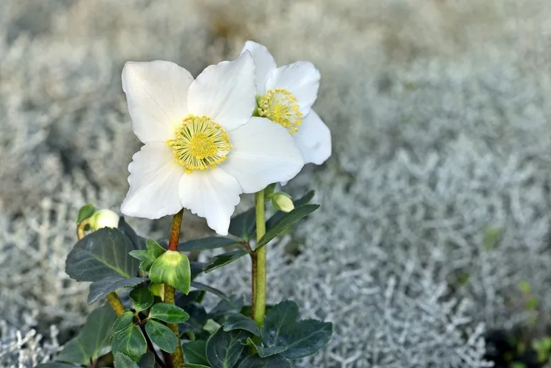 Hellébore de Niger en extérieur