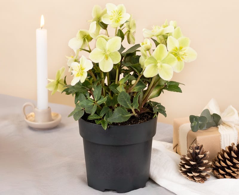 Hellébore en pot avec des décorations de Noël autour