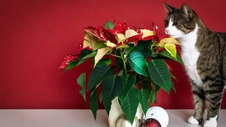 Chat reniflant un poinsettia