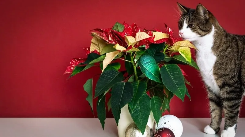 Poinsettia, la plante toxique pour les animaux : comment protéger votre chat ou chien de l’étoile de Noël ?