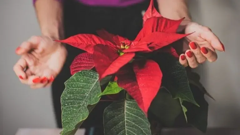 Entretien du Poinsettia