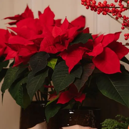 Poinsettia rouge