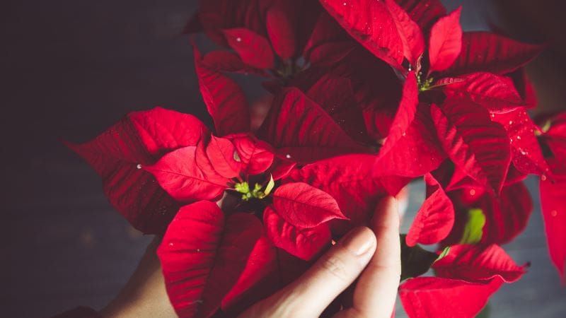 Comment faire rougir les feuilles de votre poinsettia ?