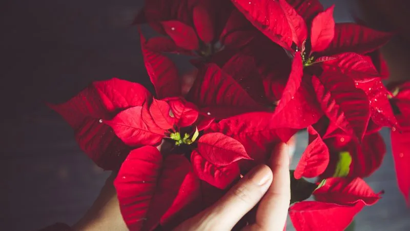 Comment faire rougir les feuilles de votre poinsettia ?