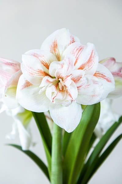Fleur d'amaryllis
