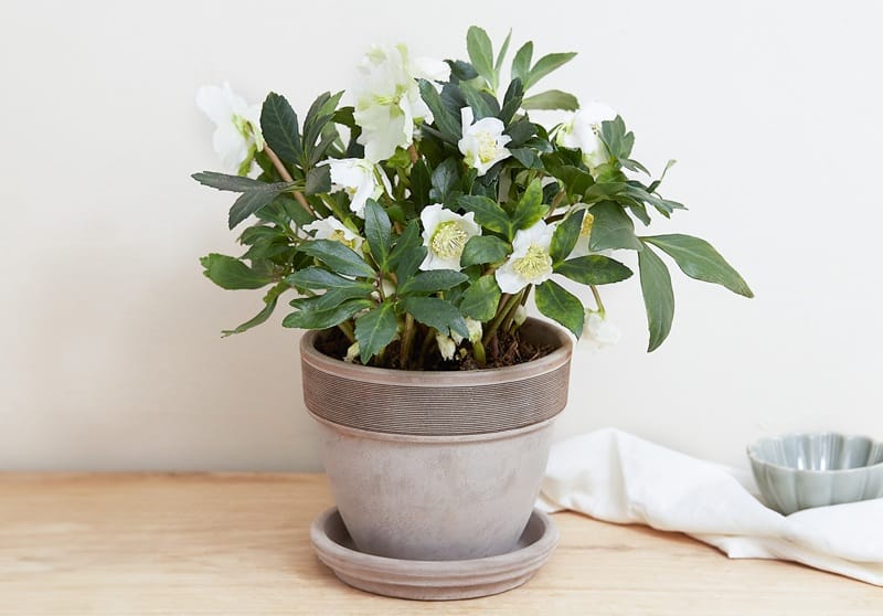 Rose de Noël en pot en intérieur