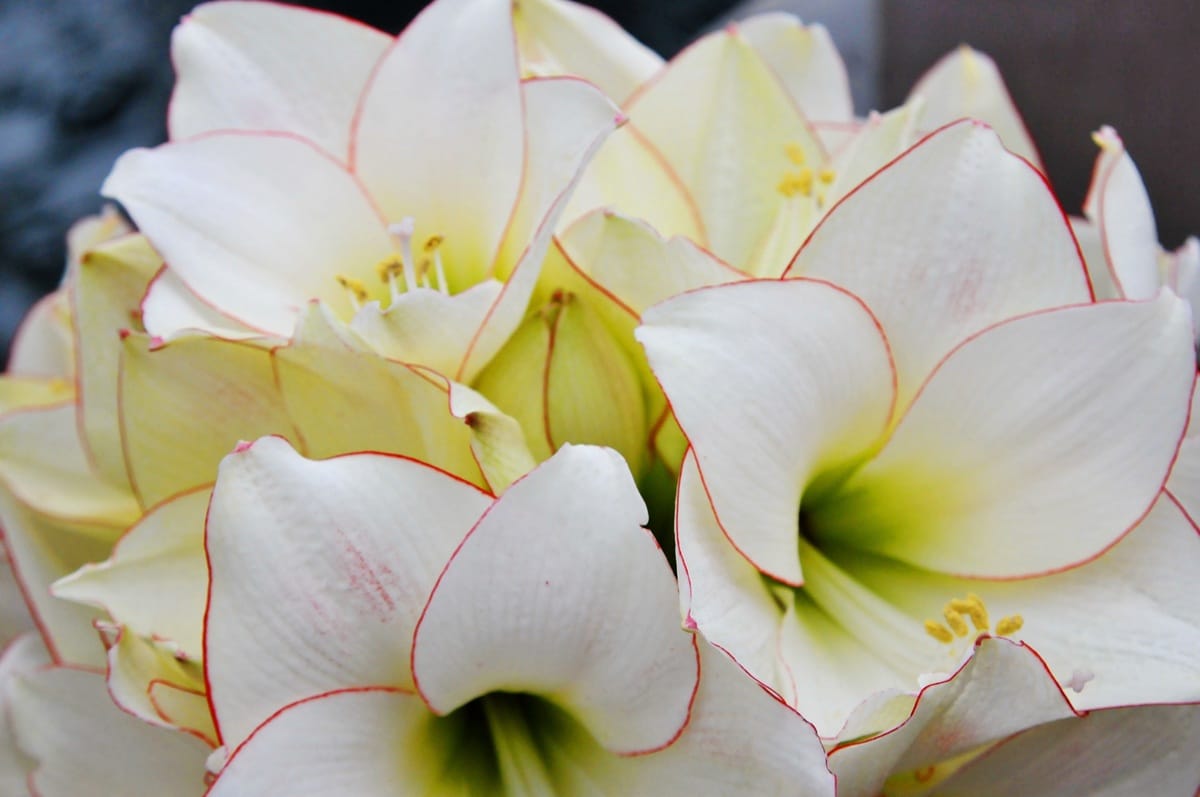 Faire refleurir une amaryllis : les méthodes pour relancer la floraison de l’amaryllis