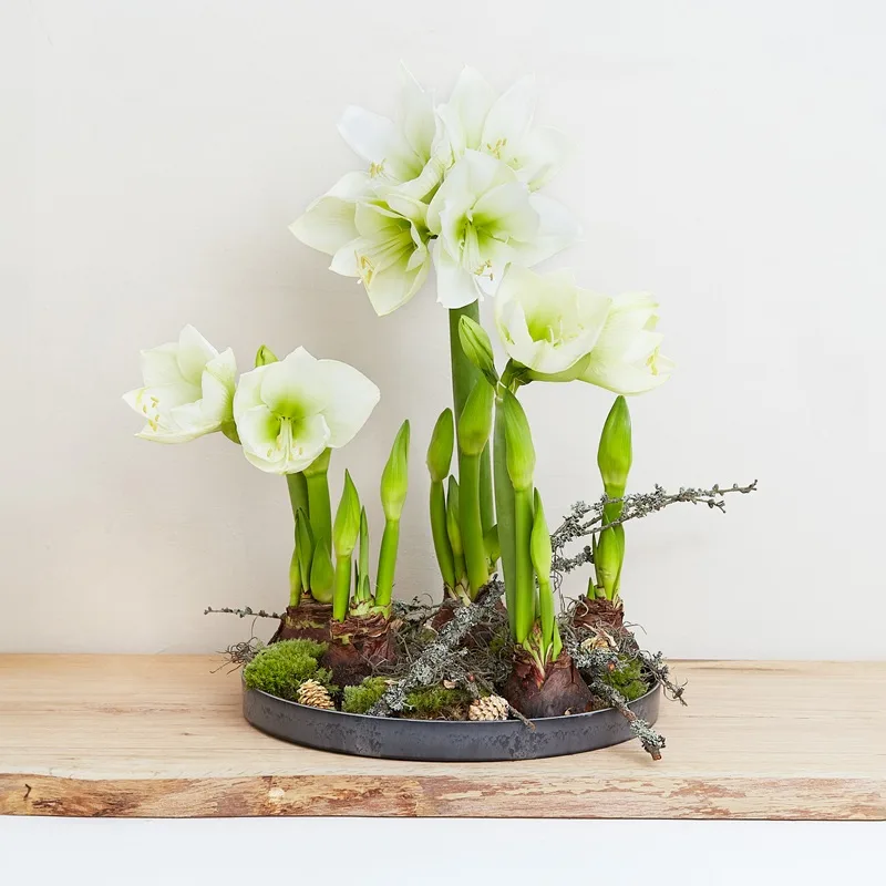 Bulbes d'amaryllis en fleurs