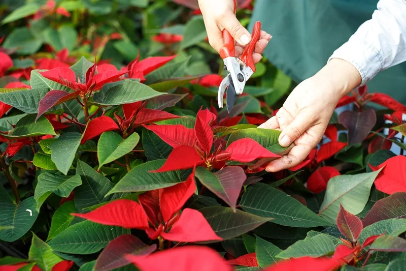 Une personne coupant les feuilles d'un poinsettia